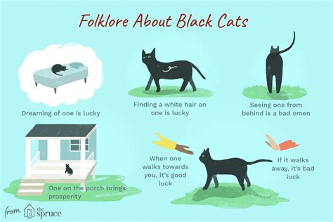 The Curse of the Black Cat: Fact or Fiction?